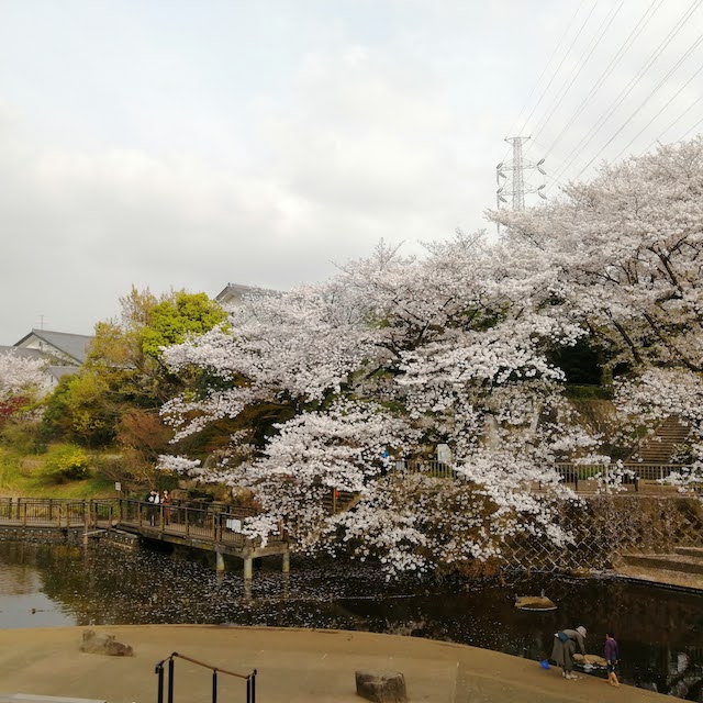 岸根公園桜の季節