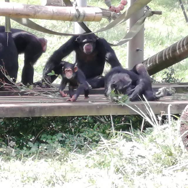 多摩動物公園チンパンジー