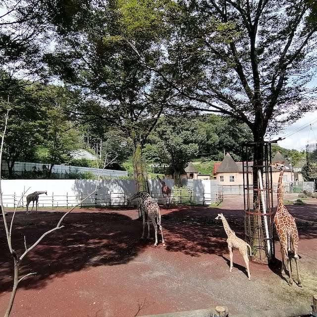 多摩動物公園キリンの子供