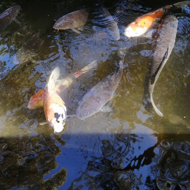 寒川神社の鯉