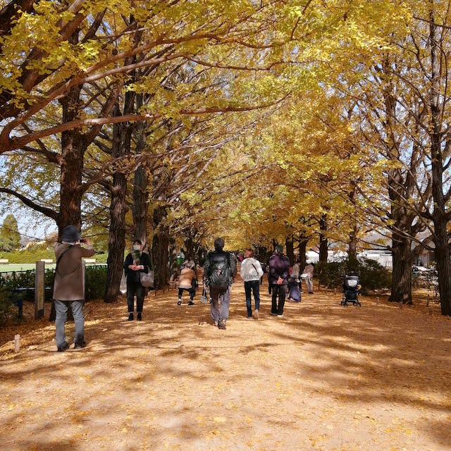 昭和記念公園かたらいのイチョウ並木