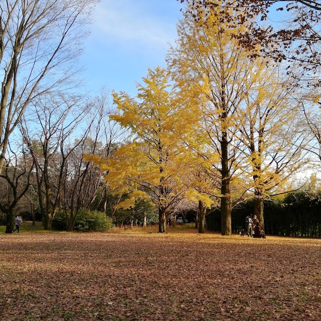 昭和記念公園こどもの森「森の家」