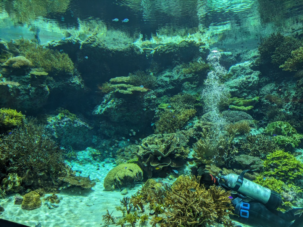 美ら海水族館サンゴ礁への旅