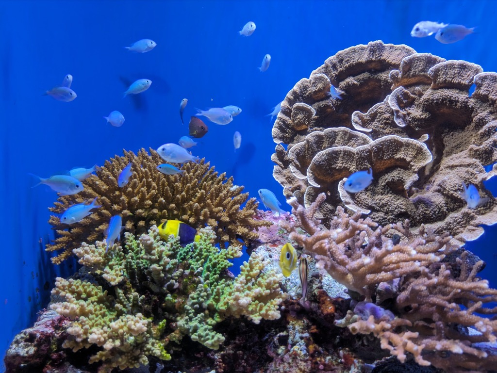 美ら海水族館サンゴ礁への旅