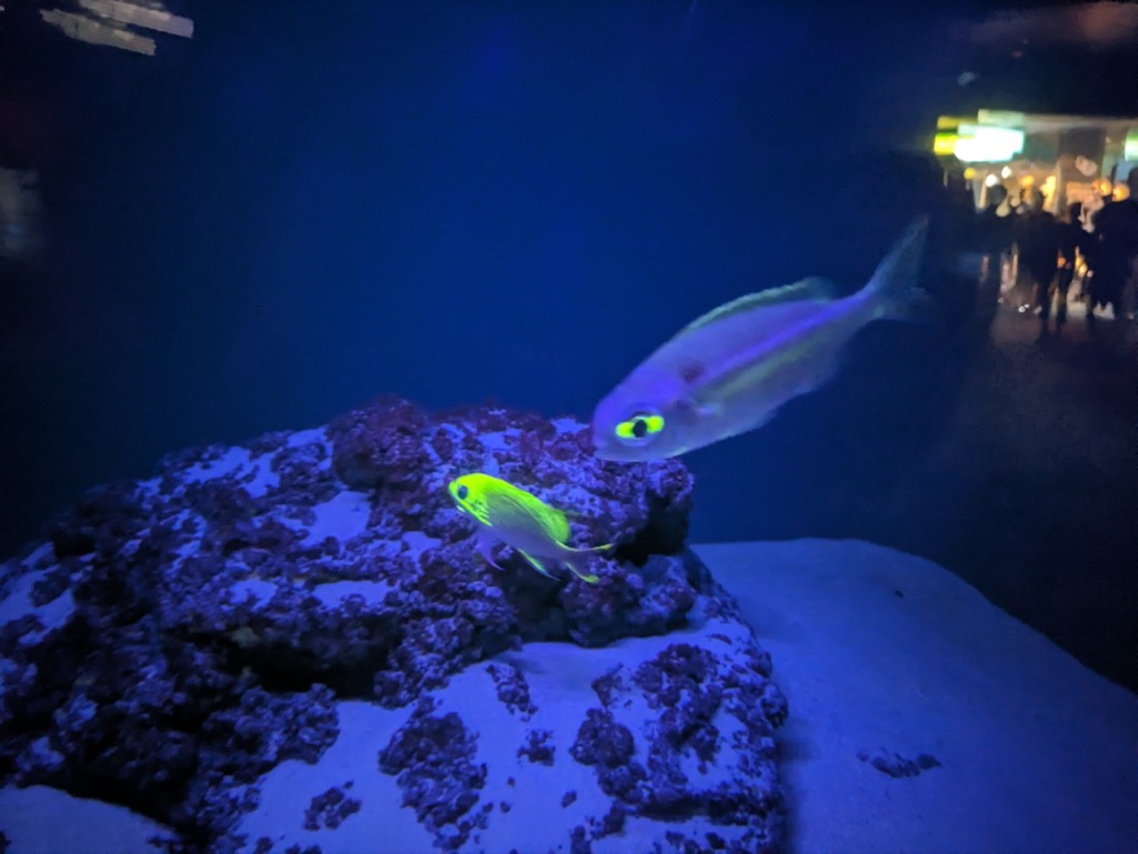 美ら海水族館深海への旅